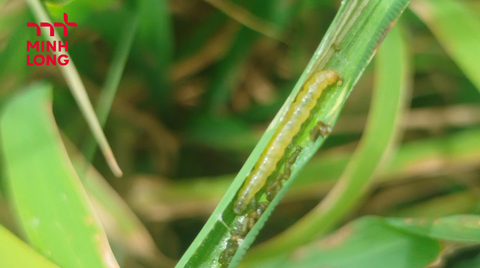 Cách phòng trị sâu cuốn lá nhỏ hại lúa hiệu quả