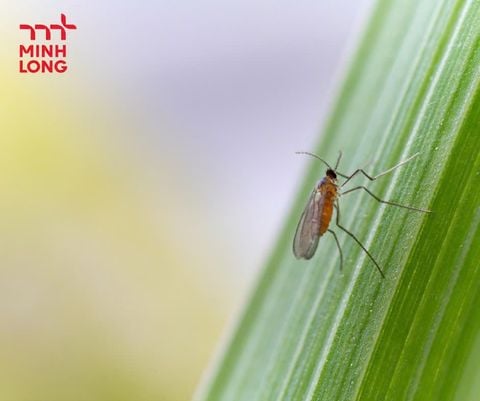 Cách phòng trị muỗi hành hại lúa hiệu quả