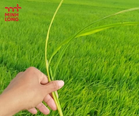 Cách phòng trị muỗi hành hại lúa hiệu quả