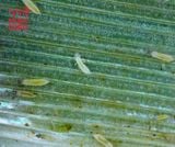 Cách phòng trị bọ trĩ hại lúa hiệu quả