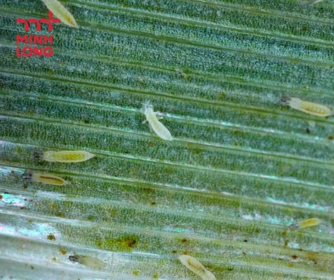 Cách phòng trị bọ trĩ hại lúa hiệu quả