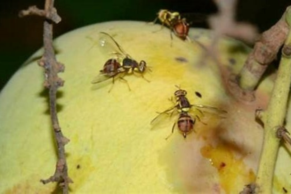 Ruồi đục trái hiện đang là mối quan tâm của bà con nhà vườn trồng xoài