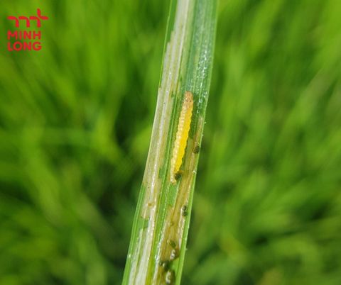 Cách phòng trị sâu cuốn lá nhỏ hại lúa hiệu quả