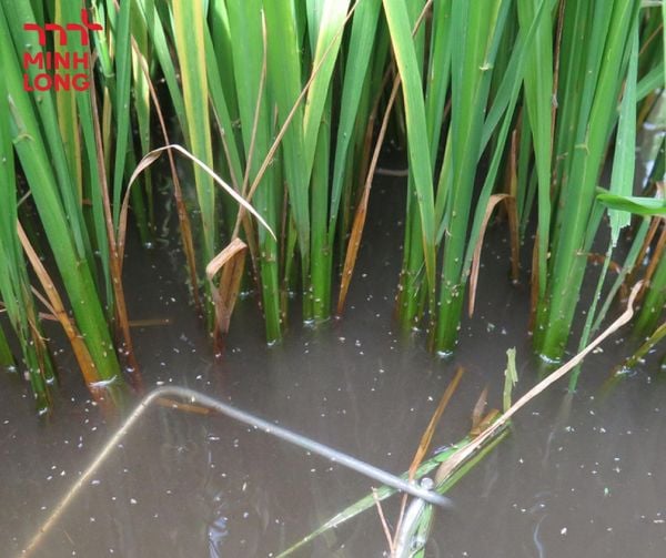 Cách phòng trị rầy nâu hại lúa hiệu quả