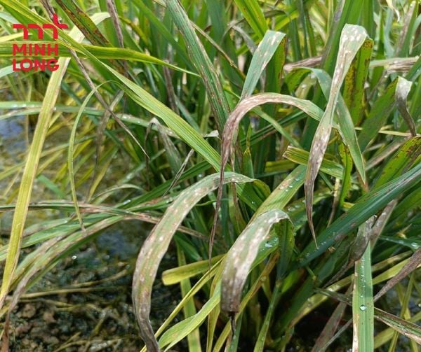 Triệu Chứng, Nguyên Nhân và cách Khắc Phục hậu quả bệnh đạo ôn trên lúa