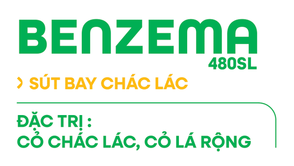 BENZEMA 480SL
