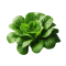 Rau màu##https://file.hstatic.net/200000907029/file/pngtree-fresh-mustard-greens-on-transparent-png-image_13042539_copy.png