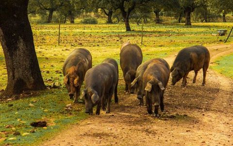 Nguồn gốc đùi heo muối Montesano: Sự khác biệt đến từ chất lượng và sự tinh tế