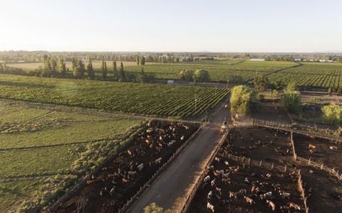 Vina Aromo - Thương hiệu rượu vang Chile nổi tiếng khắp thế giới