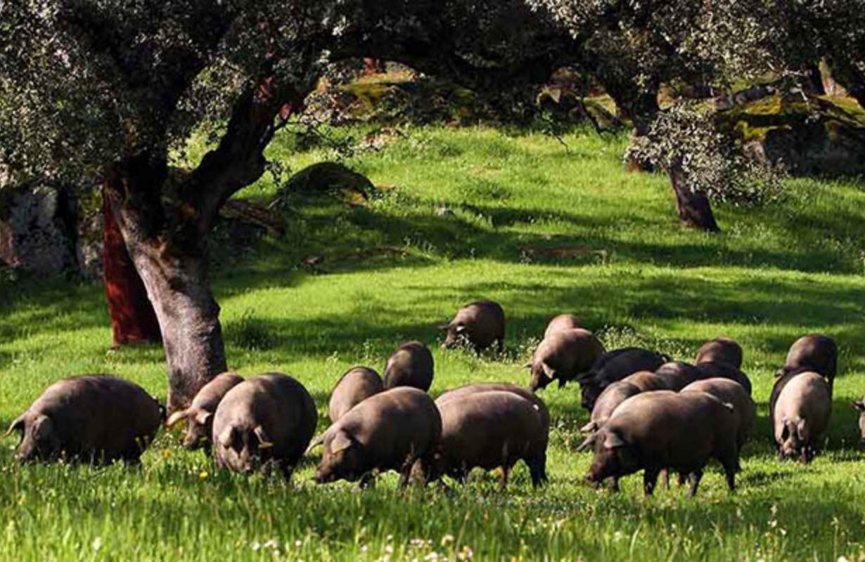 Quy trình chăn nuôi đặc biệt của giống heo đen Iberico