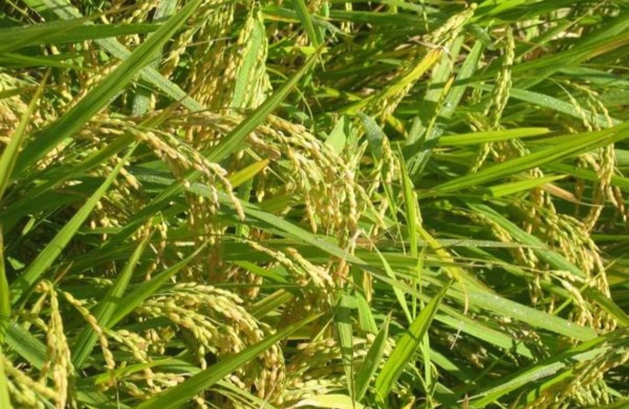 Cách Daishichi khai phá tiềm năng gạo thô và kỹ thuật đánh bóng gạo siêu phẳng