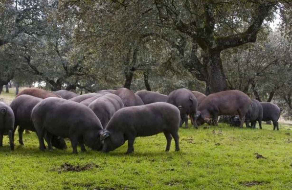 Nguồn gốc và quy trình sản xuất chất lượng cao