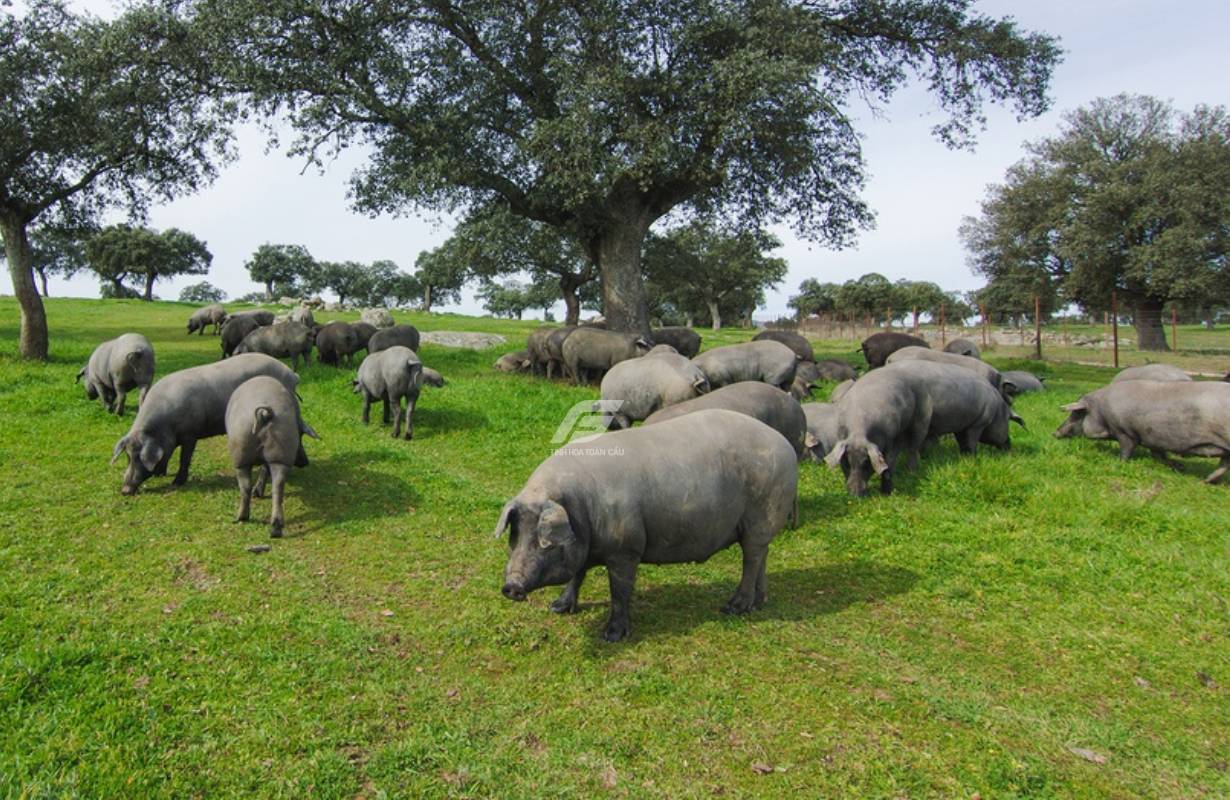 Vì sao thịt heo Iberico đắt đỏ và quý hiếm?