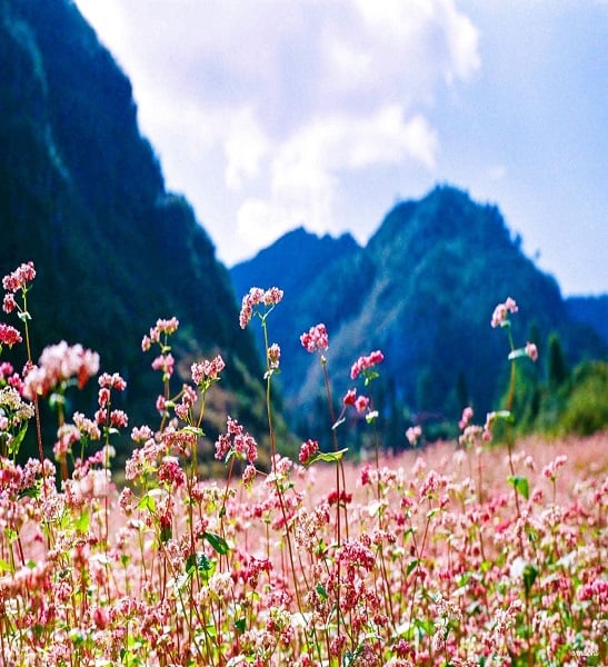 Buckwheat flowers in Ha Giang, the brilliant beauty of the rocky plateau