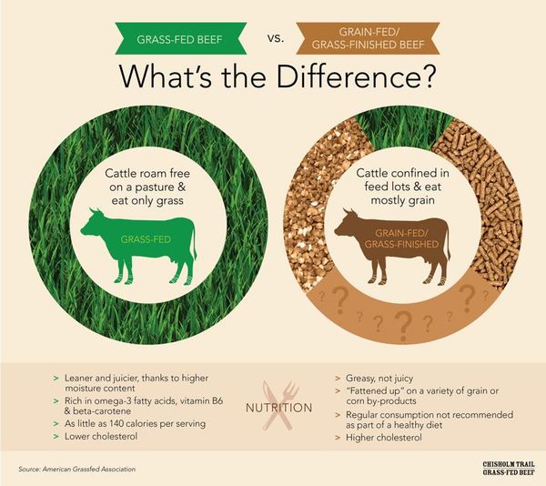 Ngũ Cốc Hay Cỏ: Chế độ ăn nào làm nên Vị ngon Cao cấp của bò Wagyu Úc?