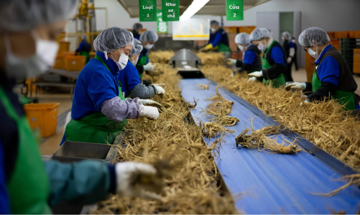 Quy trình sản xuất củ chùm ngây nhà Hecoz