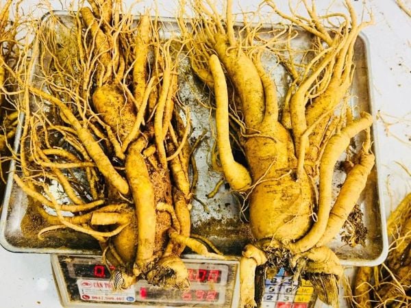 Kem Sâm Ngựa Tươi Có Phải Kem Trộn Không? 3+ Sự Thật Về Loại Kem Thần Thánh Này