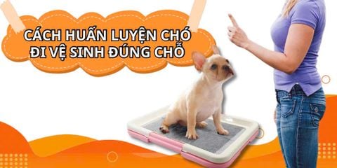 CÁCH HUẤN LUYỆN CHÓ ĐI VỆ SINH ĐÚNG CHỖ SIÊU ĐƠN GIẢN