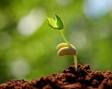 Những chất dinh dưỡng cần thiết và chức năng của chúng đối với cây trồng