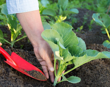 Khi nào nên bón phân