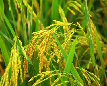 Kỹ thuật canh tác cây lúa