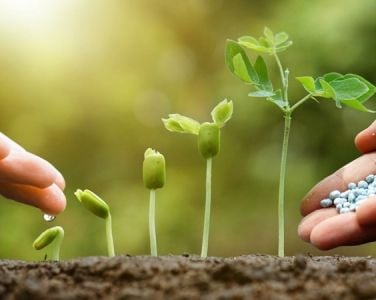 Phân bón vi sinh vật trong nông nghiệp