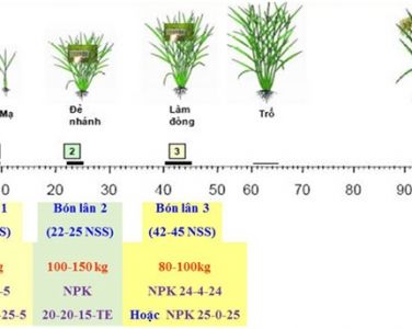 Quy trình bón phân cho cây Lúa