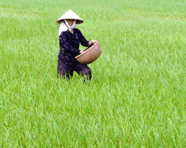 Sử dụng phân bón Hải Dương cho cây Lúa