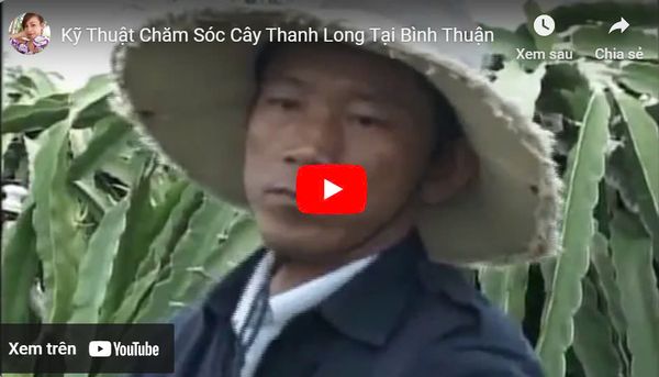 Kỹ Thuật Chăm Sóc Cây Thanh Long Tại Bình Thuận
