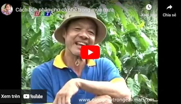 Cách bón phân cho cà phê trong mùa mưa