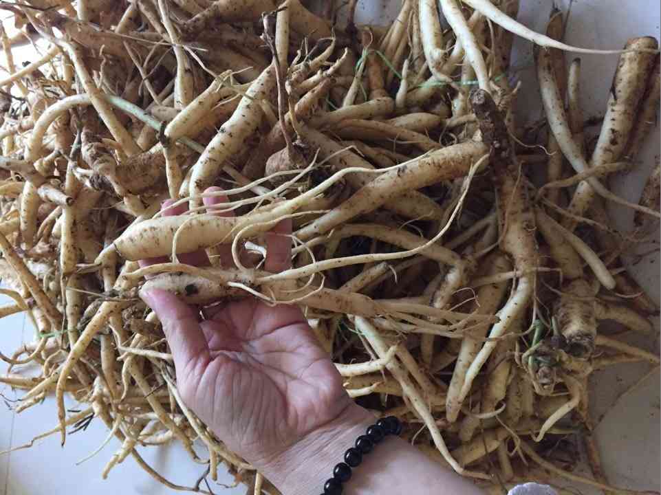 Cách Ngâm Sâm Dây Với Rượu