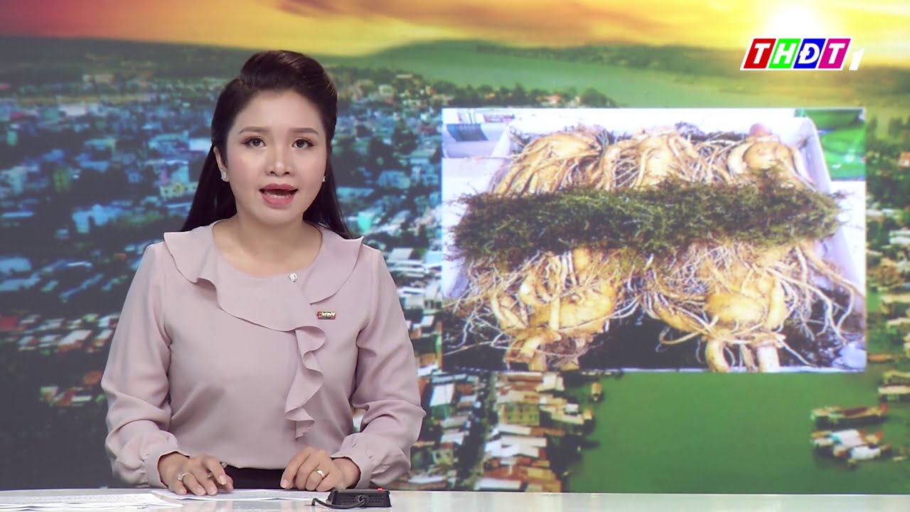 Giá Sâm Tươi Hàn Quốc Loại 4 Củ 1kg Thông Tin Chi Tiết & Hướng Dẫn Mua Hàng Thông Minh