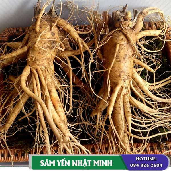 Sâm Tươi Hàn Quốc Làm Món Gì