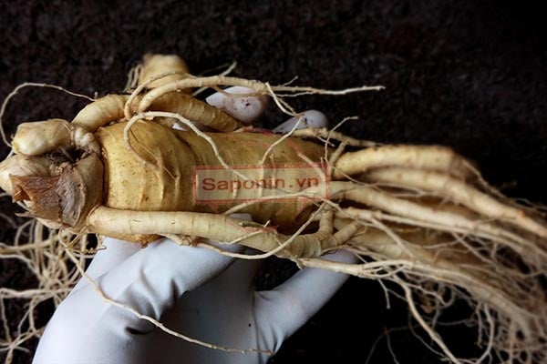 Địa chỉ bán sâm tươi hàn quốc