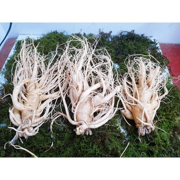 Nhân sâm tươi hàn quốc bao nhiêu tiền