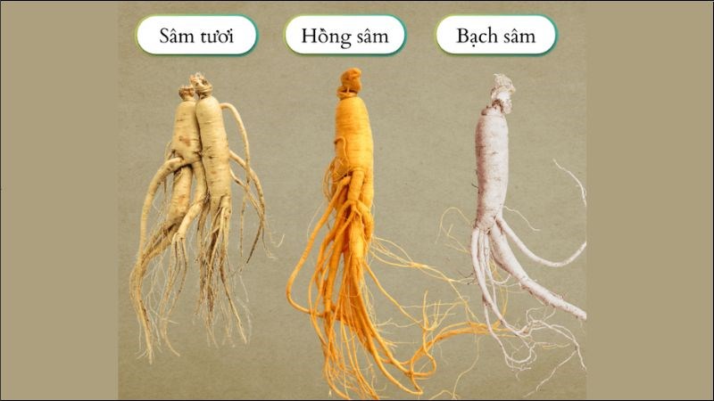 Kem Sâm Tươi Hành Trình Từ Đông Y Đến Món Ăn Hấp Dẫn Năm 2025