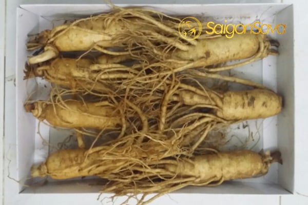 Sâm Tươi Trung Quốc Nguồn Gốc Và Lợi Ích Để Khám Phá