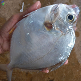 cát liệt Vifood