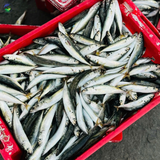 cá nục xuôn