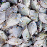 cát liệt Vifood