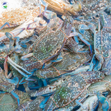 ghẹ tươi Quảng Ngãi Vifood
