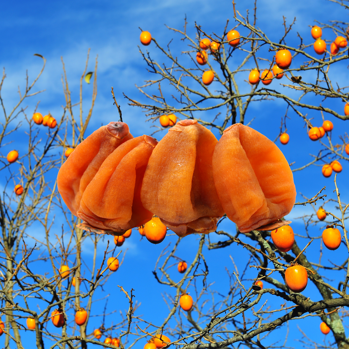 Hồng treo gió Đà Lạt - [Song Uyên Tây Nguyên Farm] – Song Uyên Tây Nguyên  Farm - Nông Sản Sạch Gia Lai