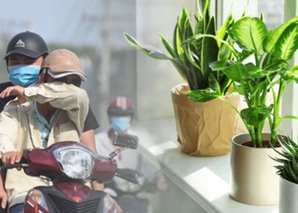 Trồng cây xanh lọc bụi mịn trong không gian sống
