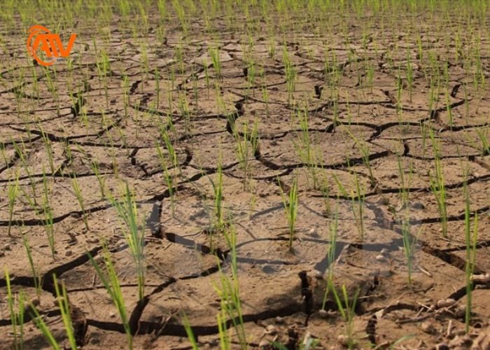 Nhiệt độ cực đoan và hạn hán đe dọa đến sức khỏe