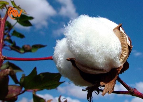 Vải cotton làm từ cây bông