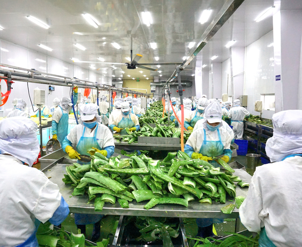 Câu chuyện GC Food và nha đam Việt: Từ ruộng đồng đến Thương hiệu quốc gia, đâu là bí quyết thành công?