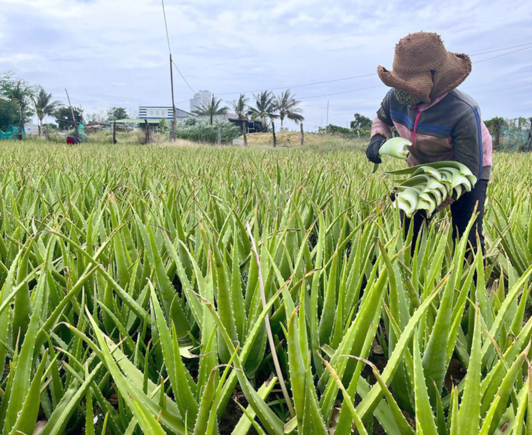 将干旱的“沙漠”变成郁郁葱葱的绿色花园