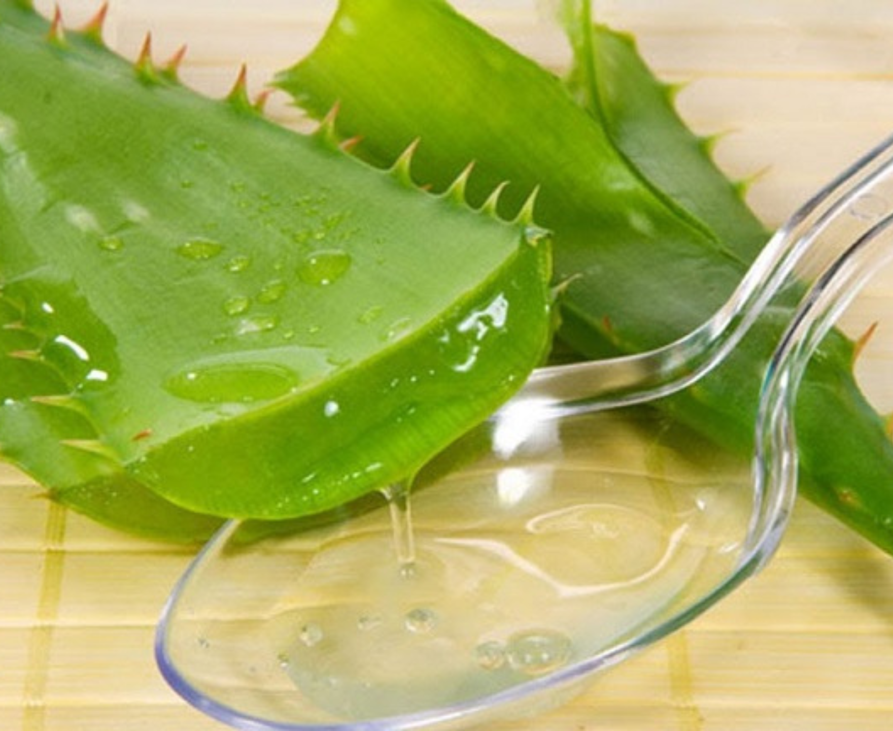 Aloe vera plant – What you should know!