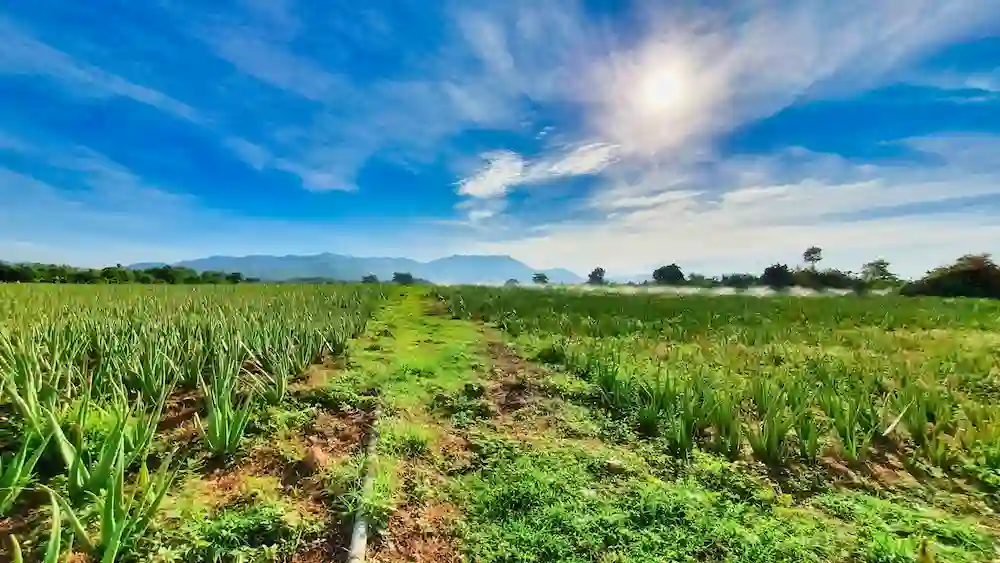<h4>Công ty Cổ Phần Nắng & Gió (SUN & WIND)</h4>