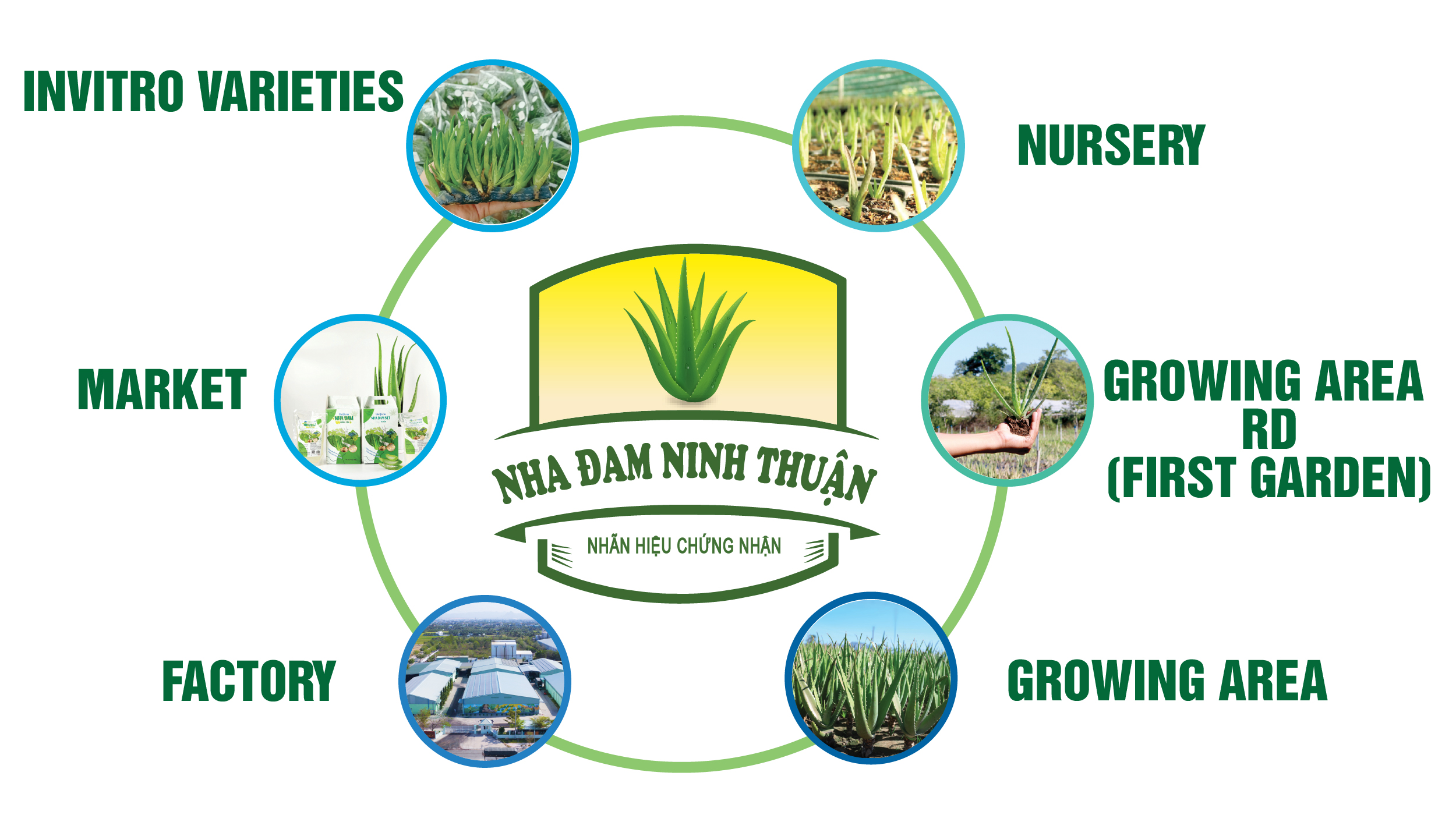 ALOE VERA RAW MATERIAL AREA